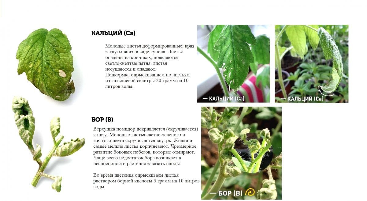 Хлороз на рассаде томатов фото и их лечение