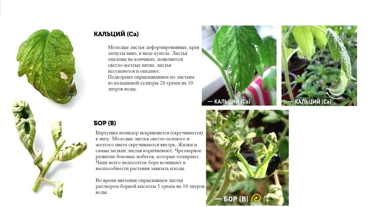 Нехватка микроэлементов на томатах в картинках