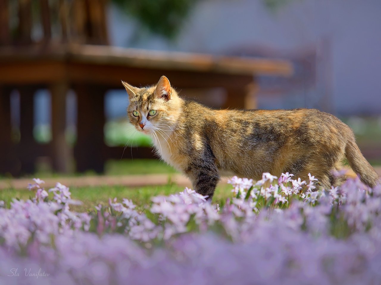 Кот и весна фото