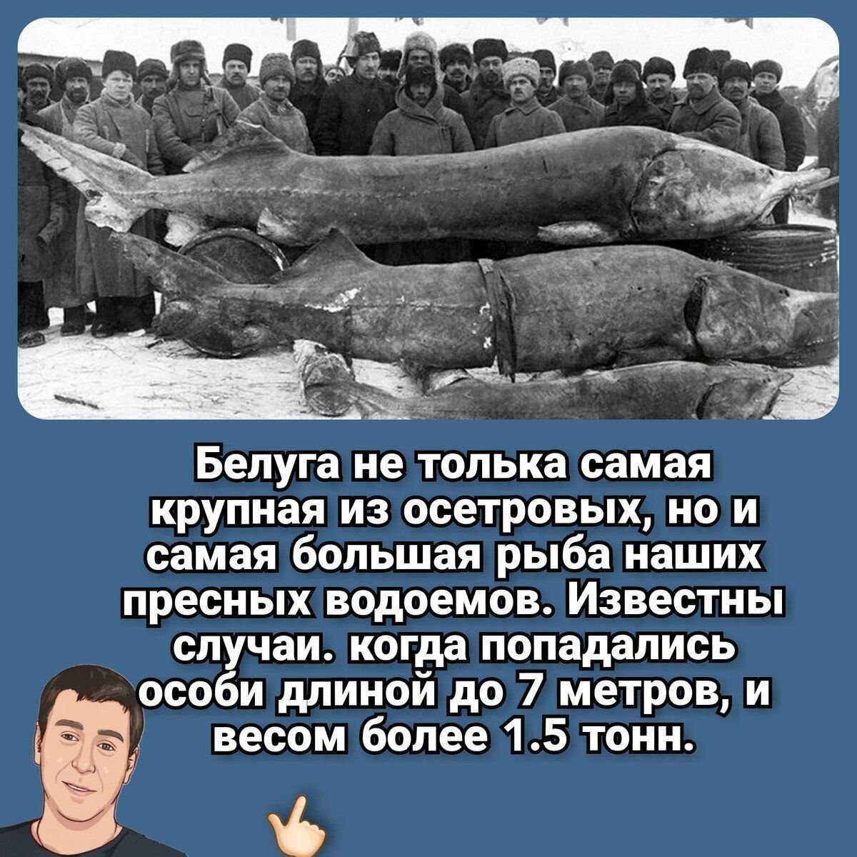 Белуга тетюши фото