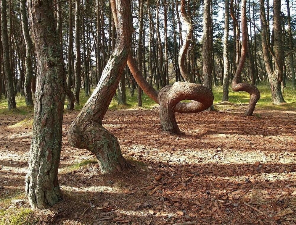 Танцующий лес в калининградской области фото