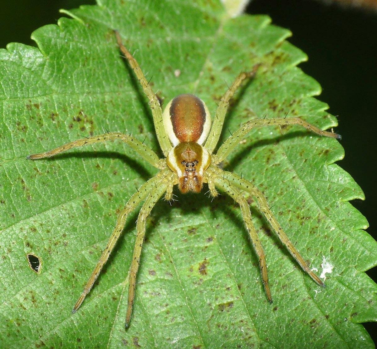 Dolomedes fimbriatus - охотник каёмчатый