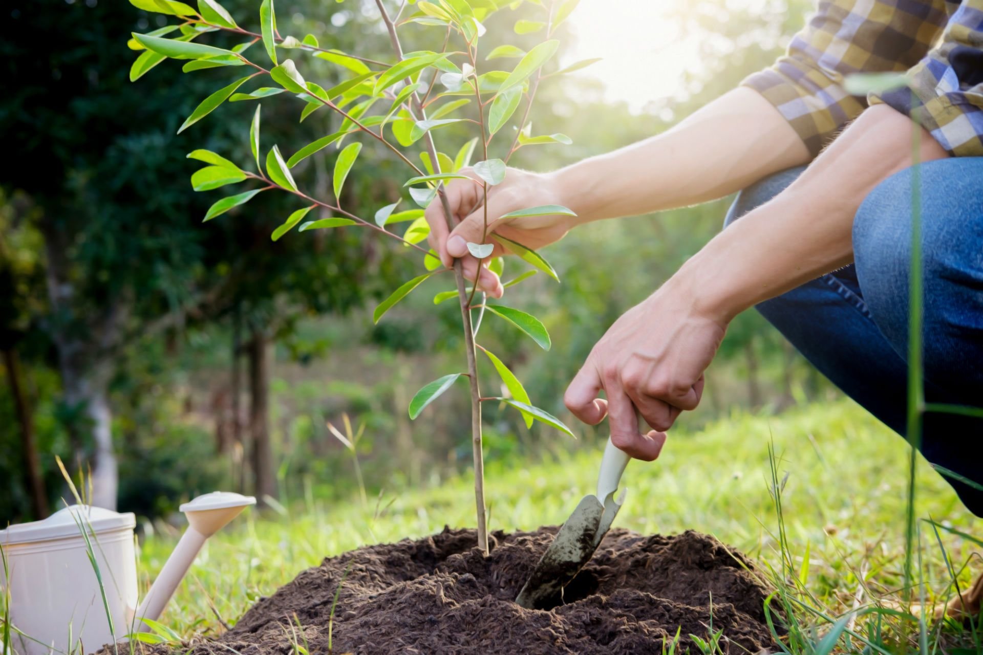 Planting. Яшил Макон. Сажание деревьев. Высаживание деревьев. Сажать деревья.