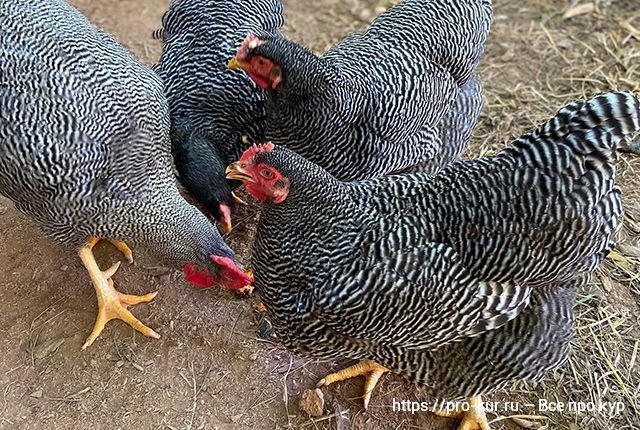 Куры породы плимутрок описание фото отзывы. Плимутрок рябушка. Плимутрок полосатый цыплята. Куры породы плимутрок описание фото отзывы. Плимутрок порода кур.