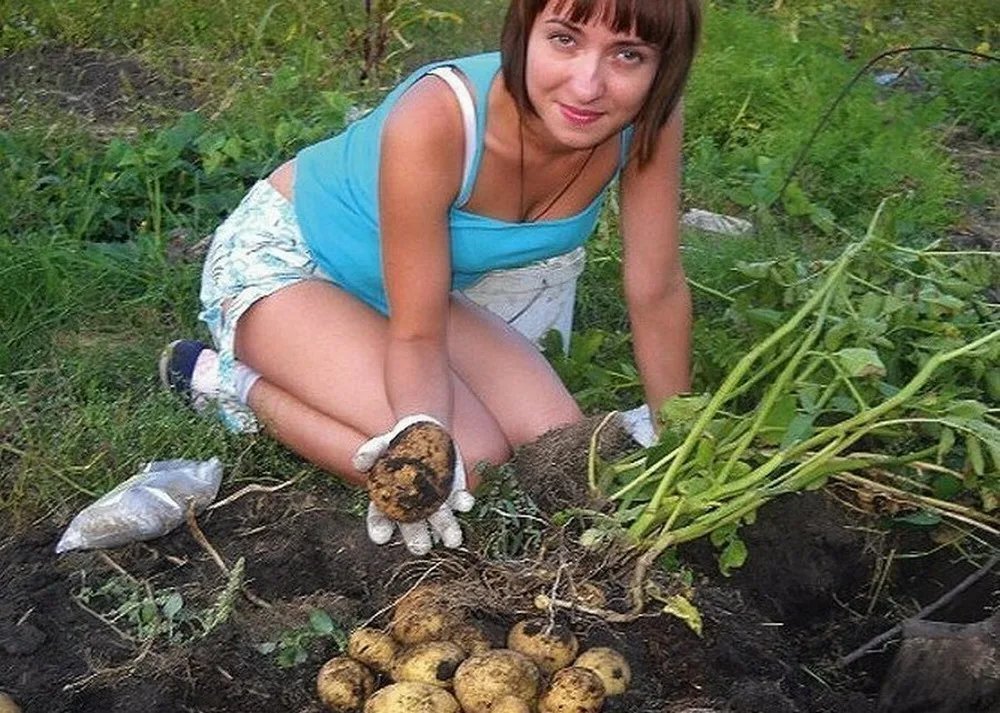 Будете в огороде. Девушка с картошкой. Женщина с картошкой на огороде. Картошка на даче. Уборка картофеля на даче.