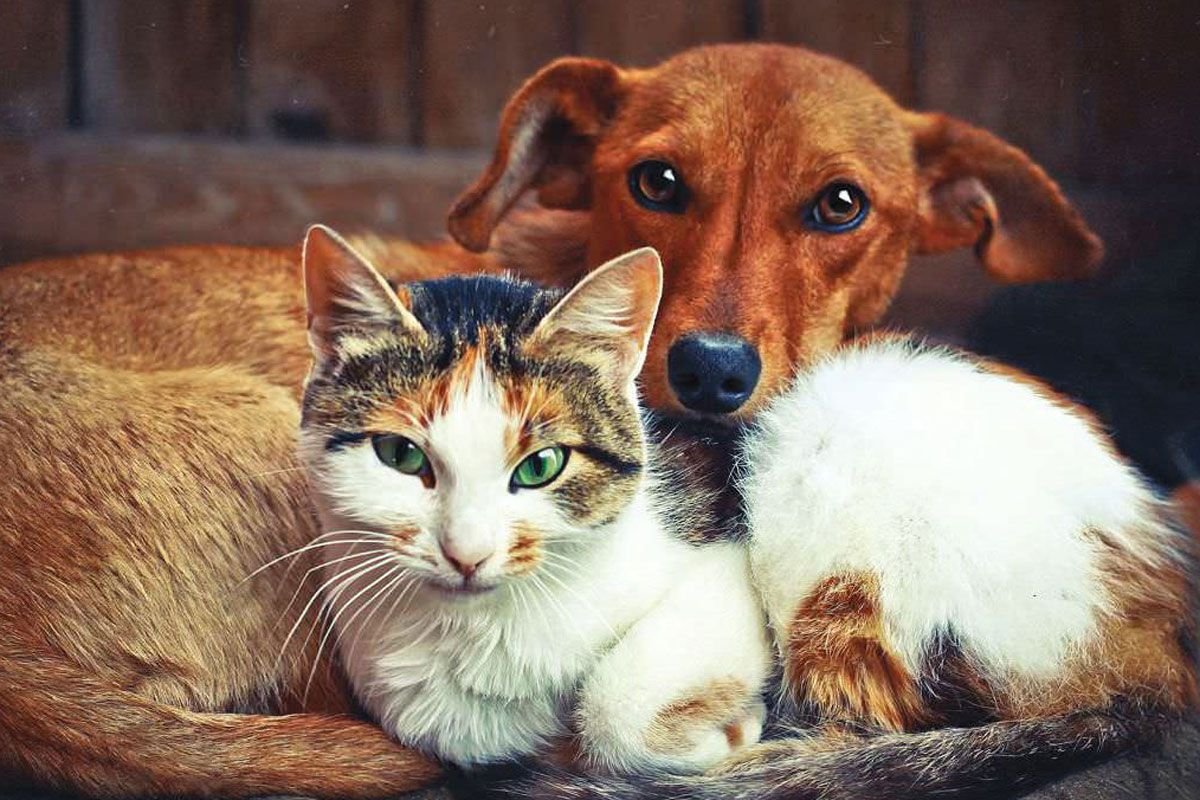 Картинки питомцев. Кошки и собаки. Коты и собаки вместе. Собака и кошка вместе. Бездомные животные кошки и собаки.