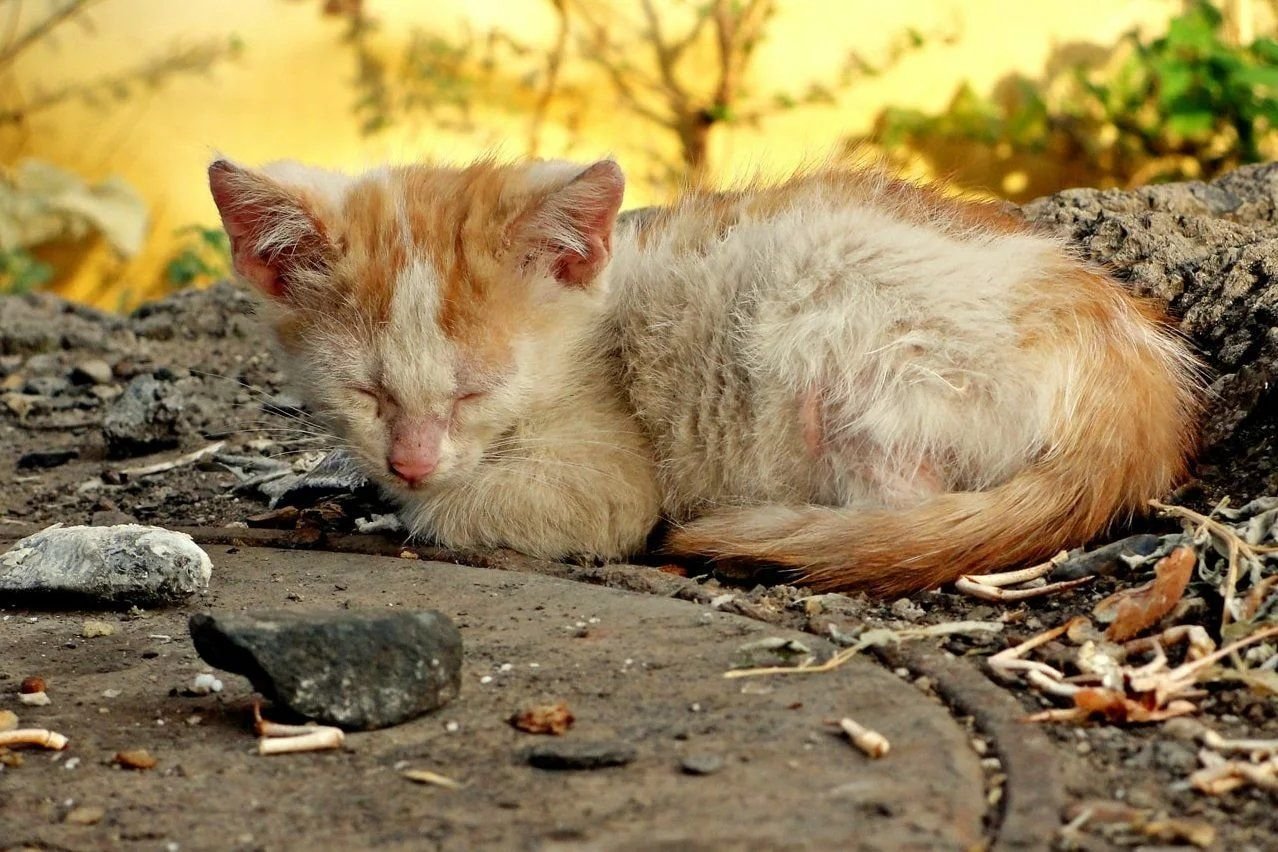 Фото несчастный котенок