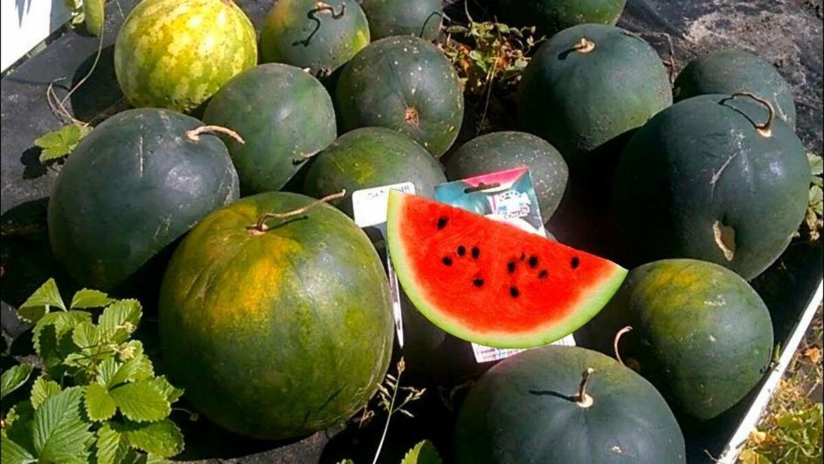 Арбуз скороспелка. Сибирские огни сорт арбуза. Арбуз марбл f1. Сибирские арбузы. Сибирский огонек арбуз.