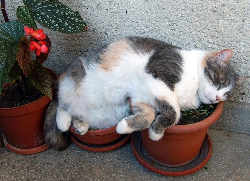 Скинь цветок. Цветочный горшок котик. Коты в цветочных горшках. Кот на горшке. На горшок и спать котик.