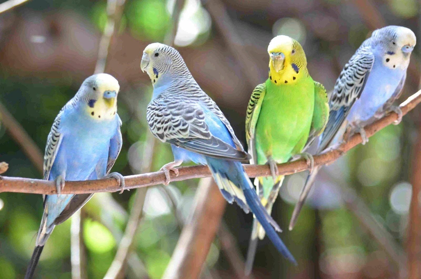 Чириканье волнистых попугаев