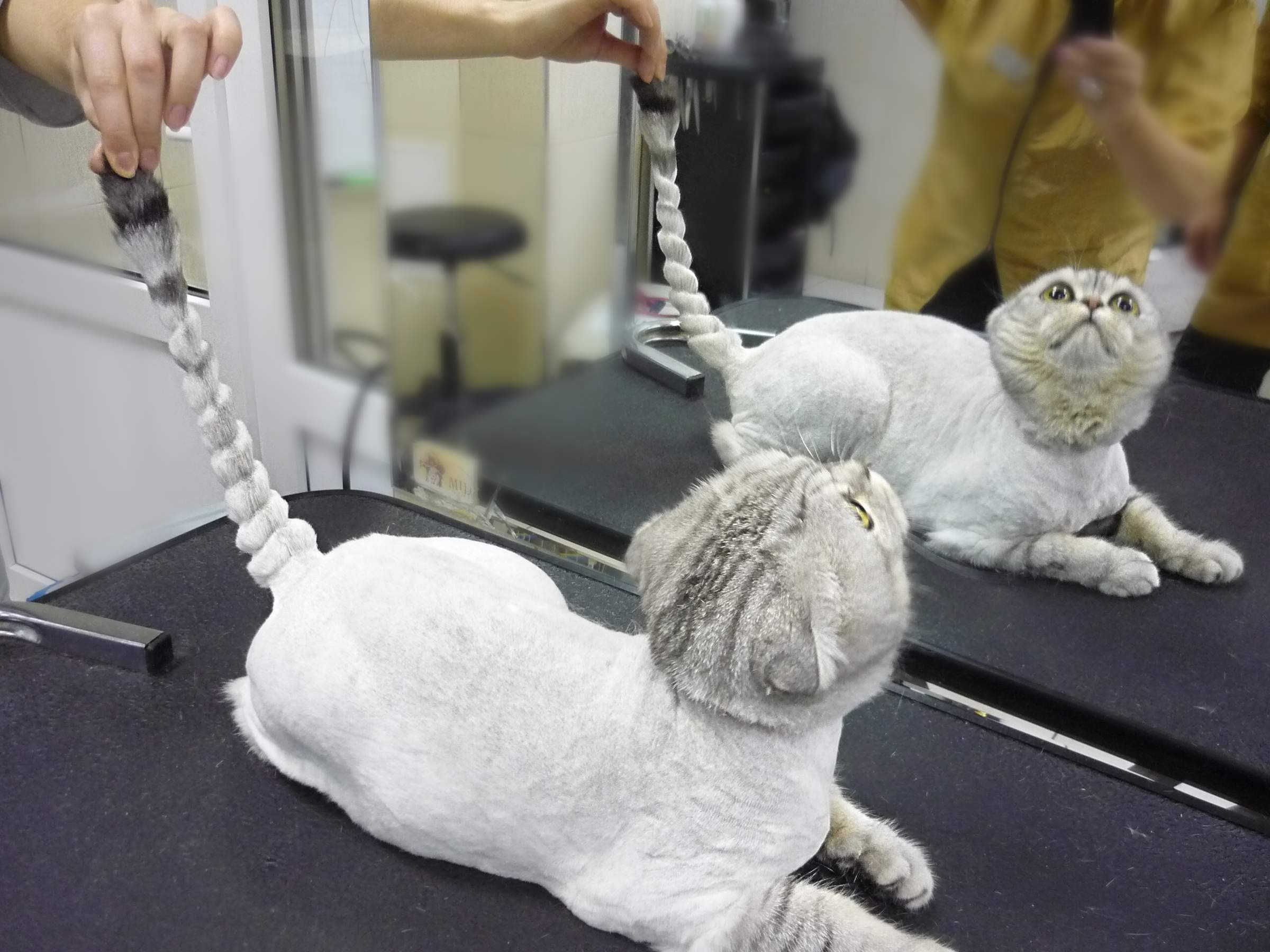 Как будет выглядеть бритая кошка
