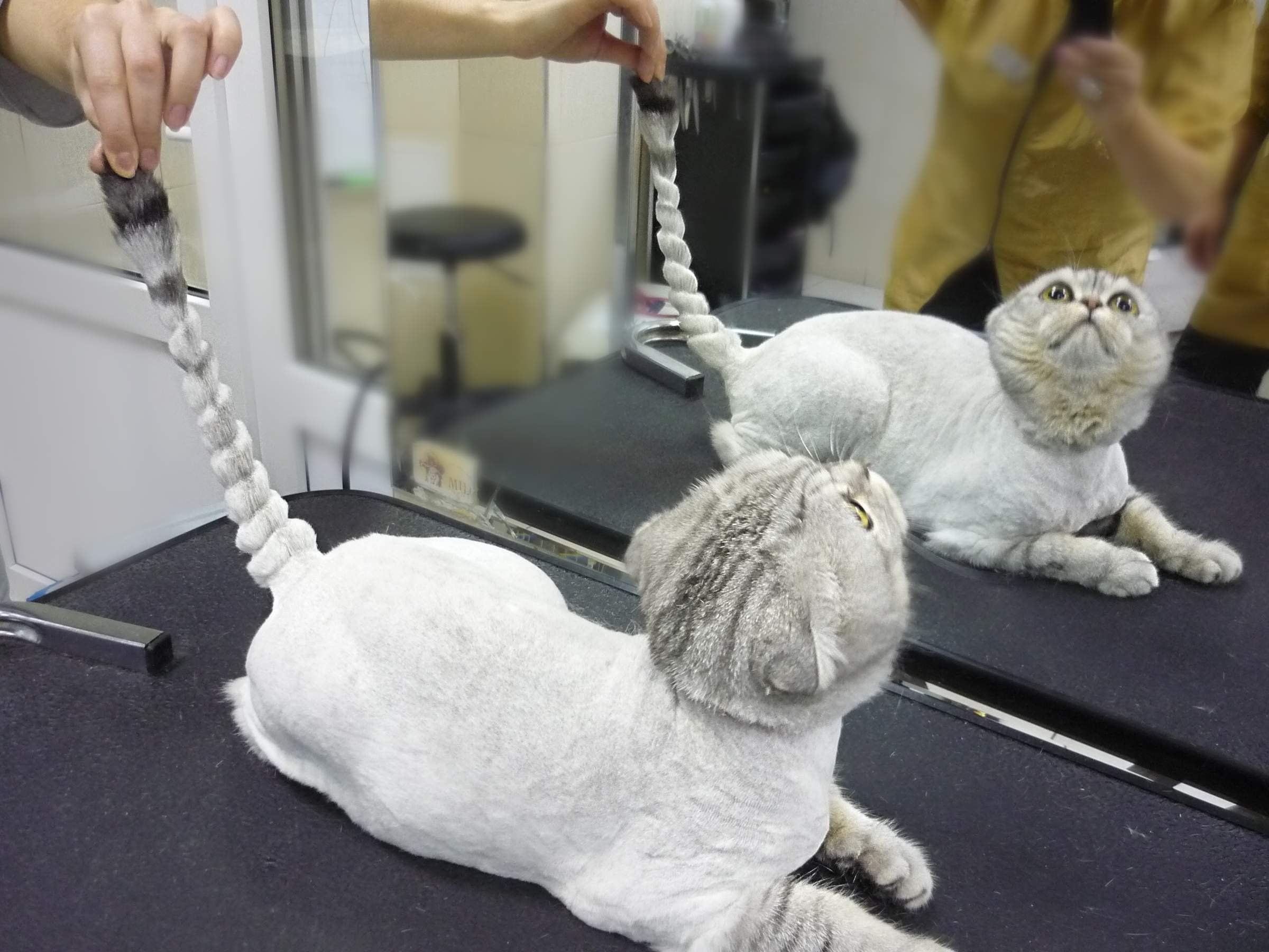 Стрижка кошек картинки