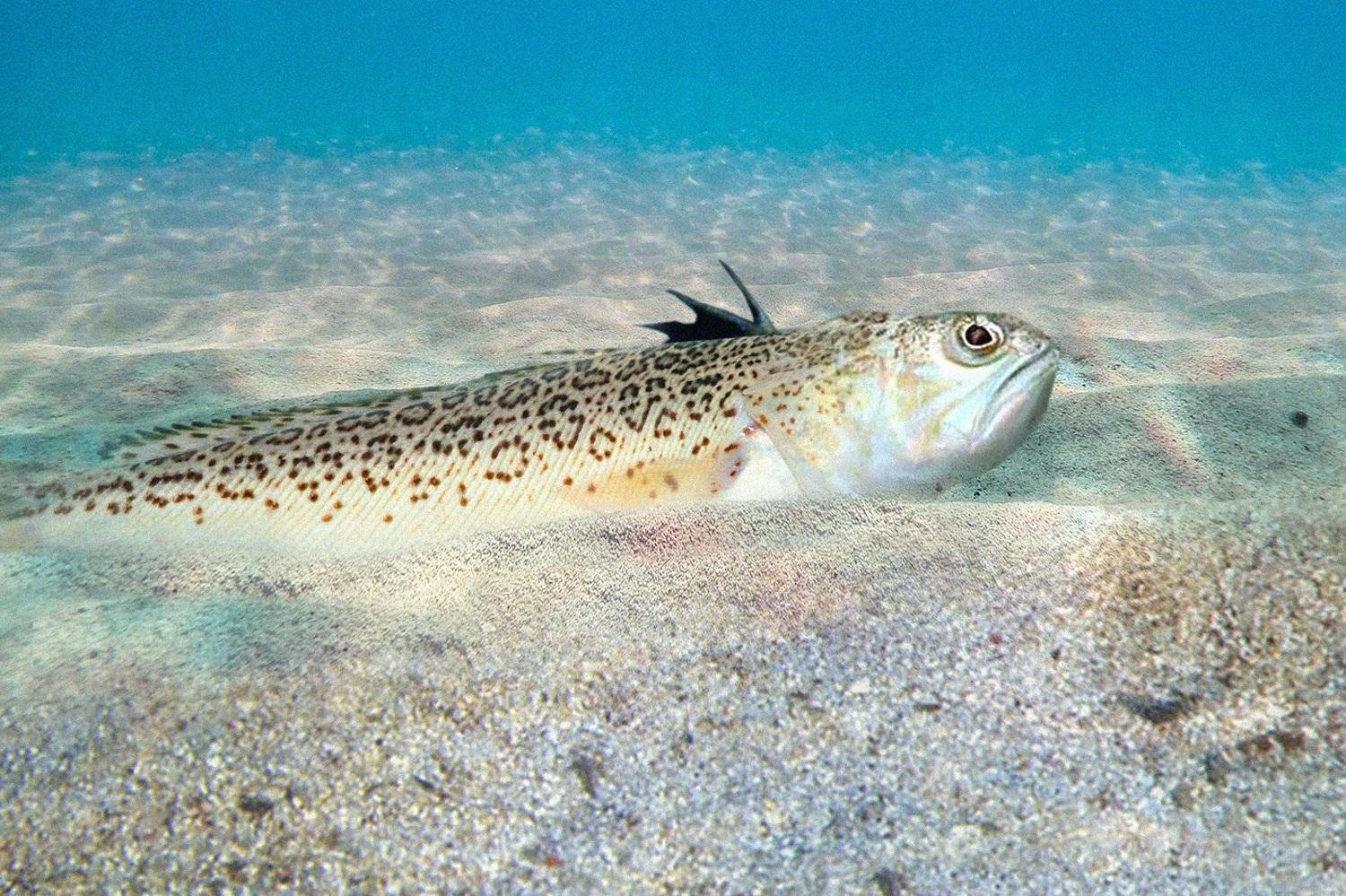 ядовитые рыбы черного море