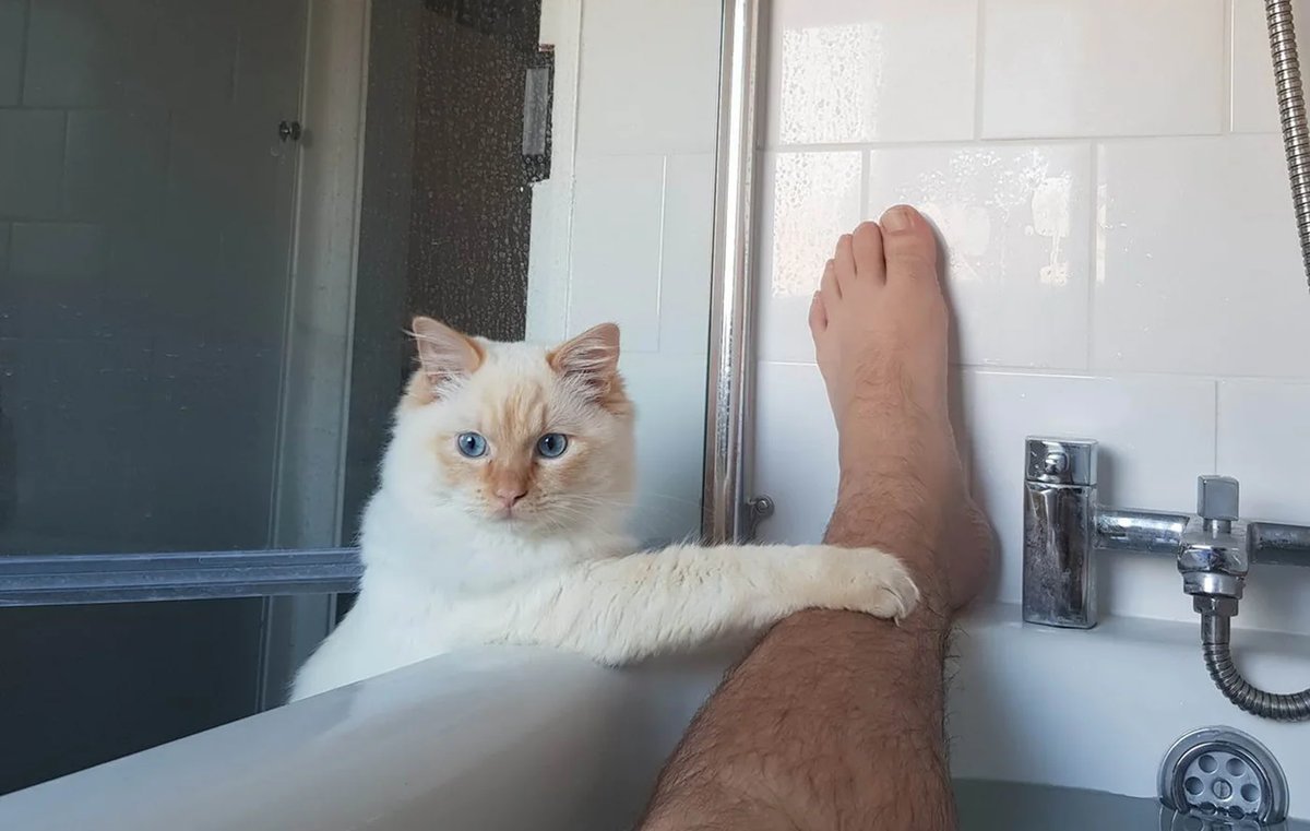 Видео коты в ванне. Котик в ванной. Кот в ванне. Кот в ванной Мем. Кот с хозяином в ванне.