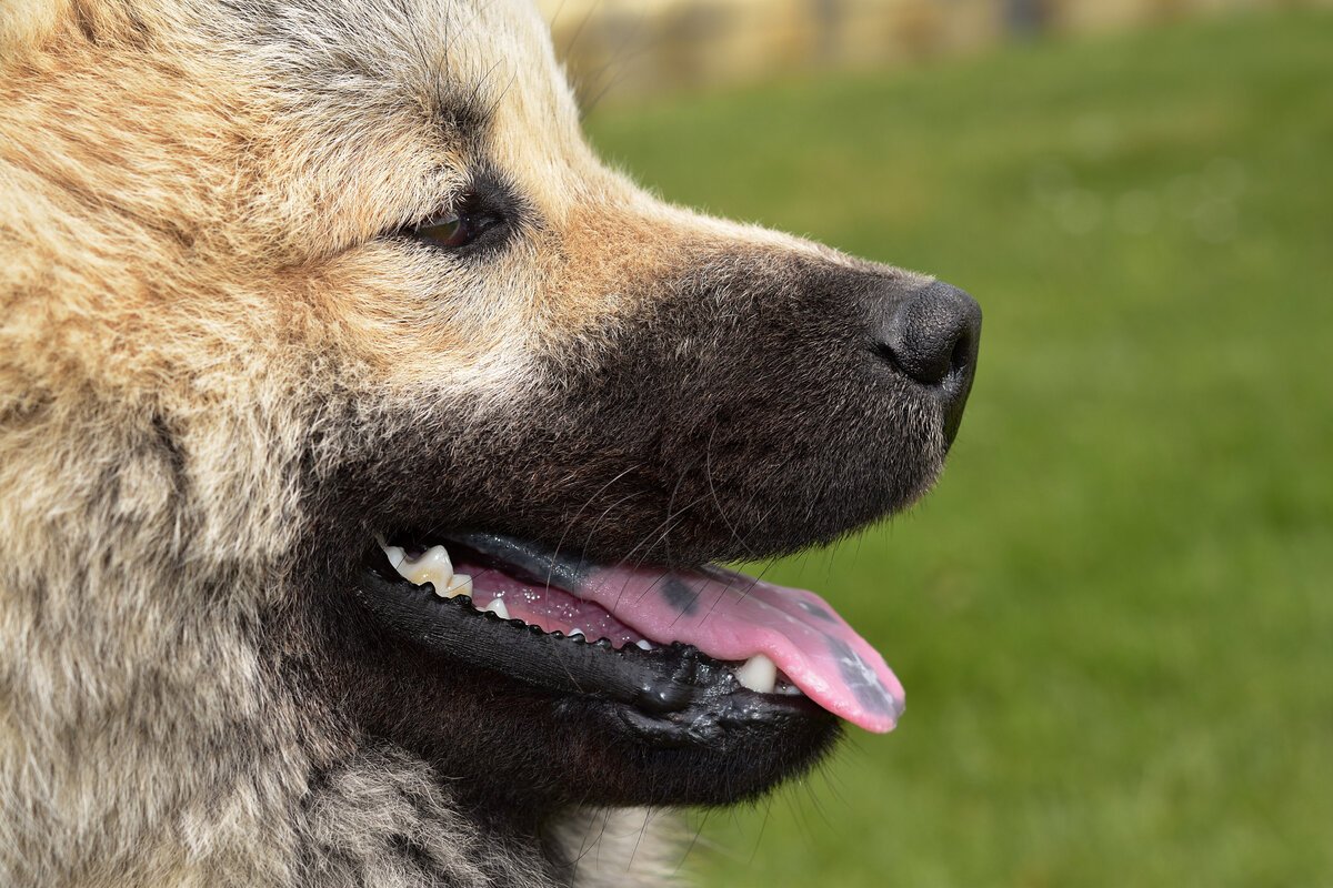 Порода собак с пятнистым языком