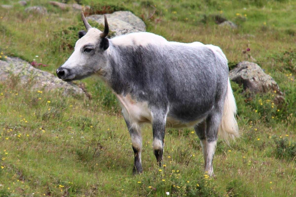 бифало порода крс. бифало порода. хайнак гибрид. коровобизон гибрид коровы и бизона. бифало корова.