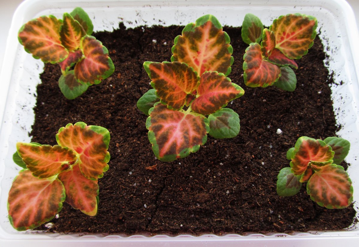 Колеус выращивание в домашних условиях из семян фото