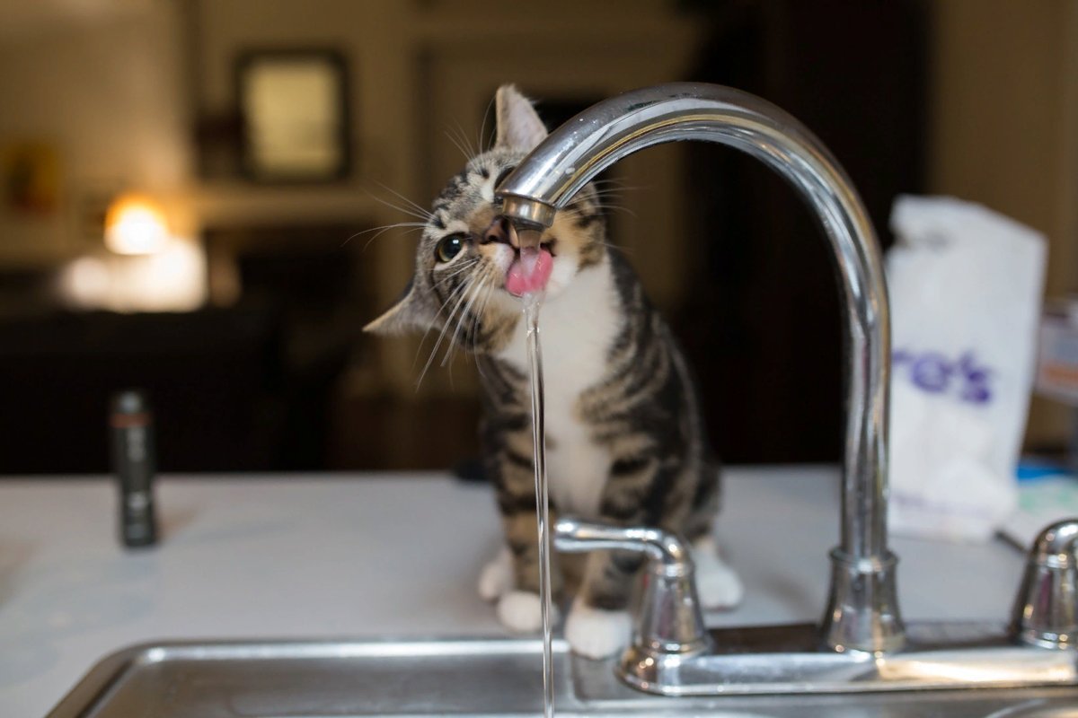 Кошка пьет воду причины. Кот пьет. Котик пьет воду. Кошка пьет воду из крана. Кот и кран с водой.
