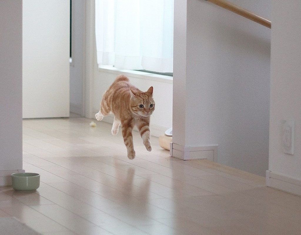 Кот держится. Кот бегает по квартире. Почему кот носится по дому. Почему кот носится по дому. Кот бежит.