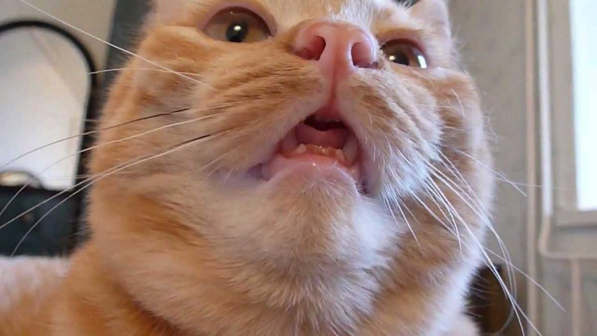 Котенок дышит открыв рот