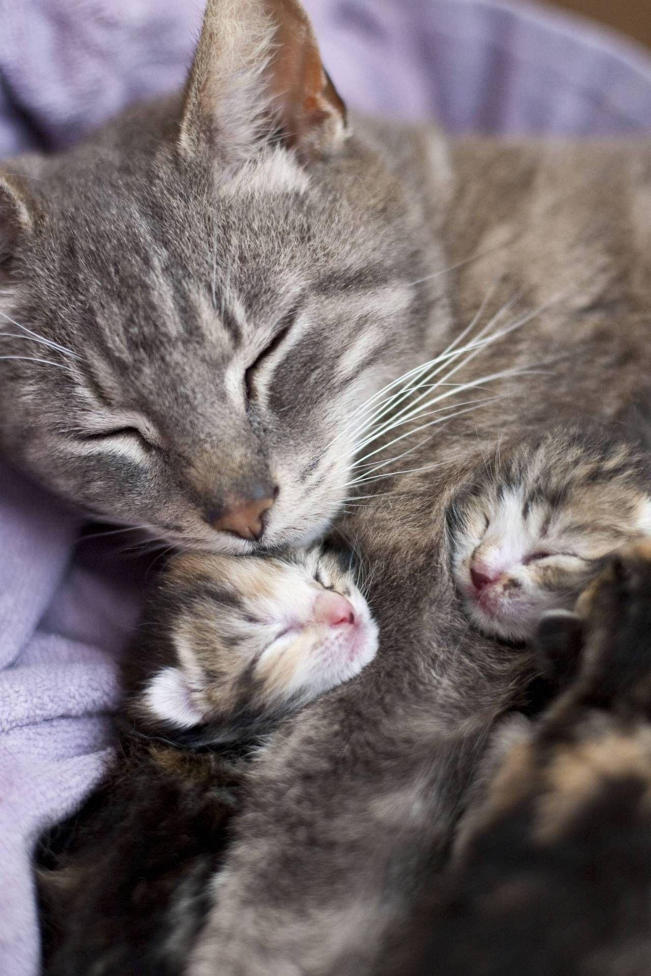 Мама кошка с котенком картинки