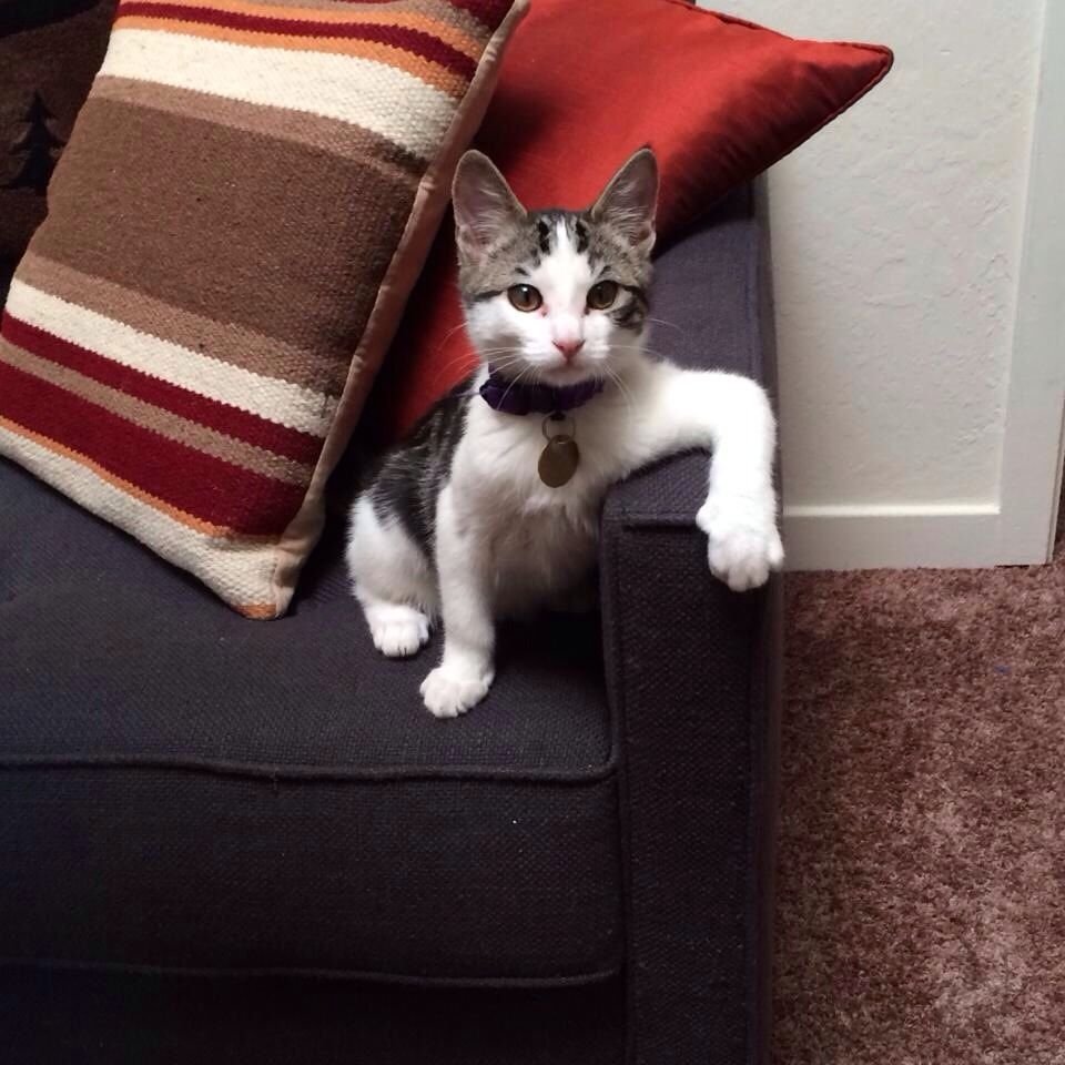 диван кошка. комната для кошек. диван кошка. котик на диване. кошка ходит на диван.