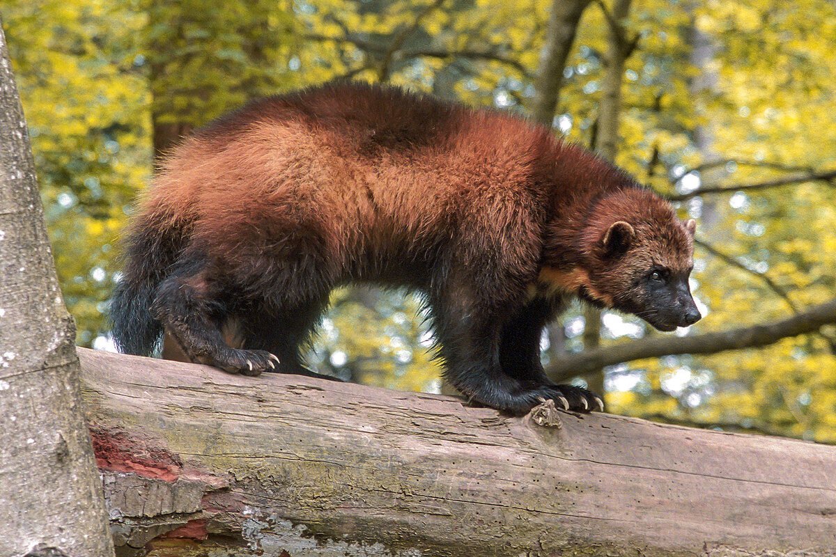 Кунья медведь. Росомаха куница. Росомаха в ХМАО. Росомаха в тайге. Росомаха животное ХМАО.