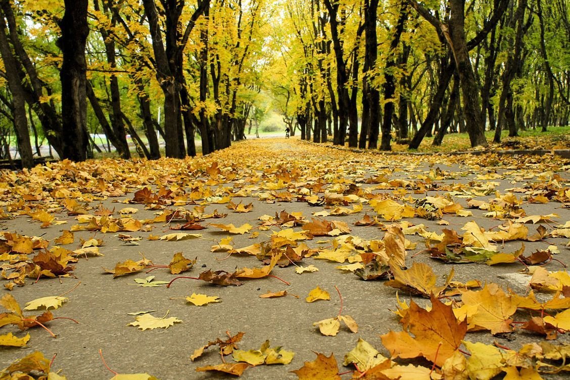 Опавшие листья терпеливо. Осенний листопад. Осень листопад. Золотая осень листопад. Опавшие листья в парке.