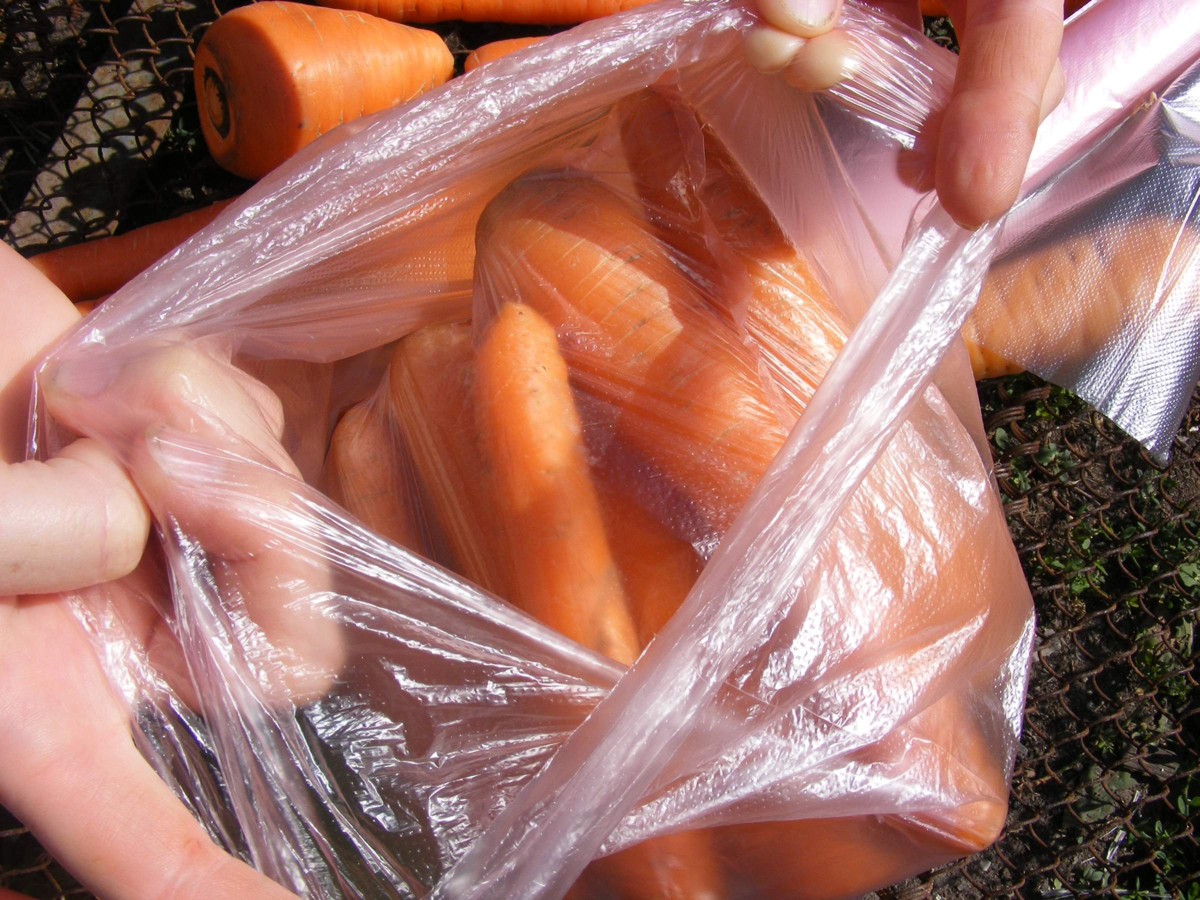 Хранение моркови в полиэтиленовых мешках