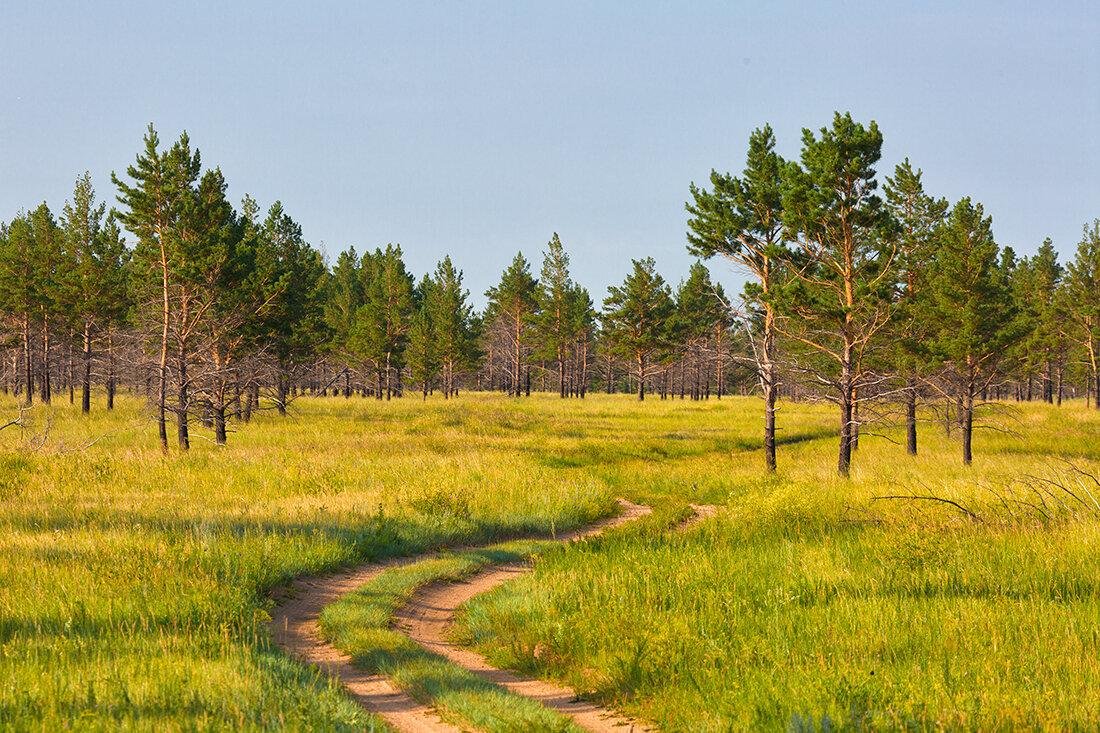 Заповедник какой ландшафт. Сосна Крылова Цасучейский Бор. Цасучейский Бор Забайкальский край. Цасучейский Бор государственный природный заказник. Заказник Цасучейский Бор Забайкальский край.