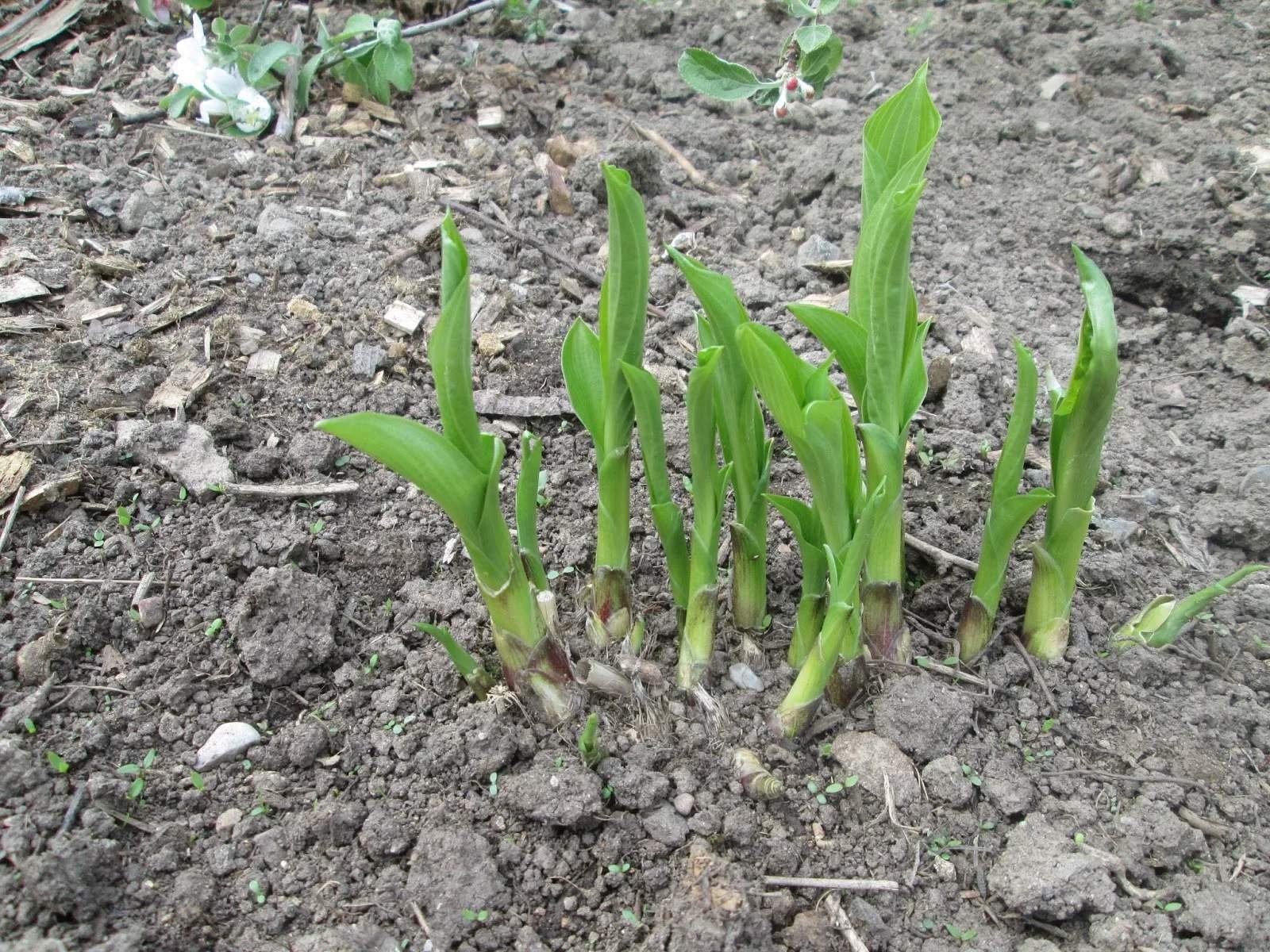 хоста ростки. хосты весной. кусты хоста растение. хосты весной. хосты весной.