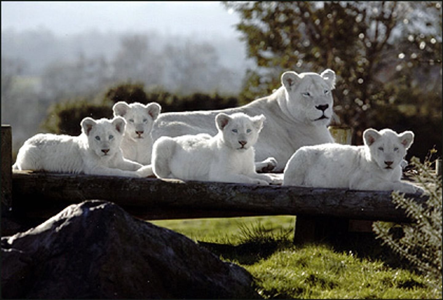 Animals w. Кимба белый Лев. Семья белых Львов. Белый тигр альбинос. Лев альбинос.
