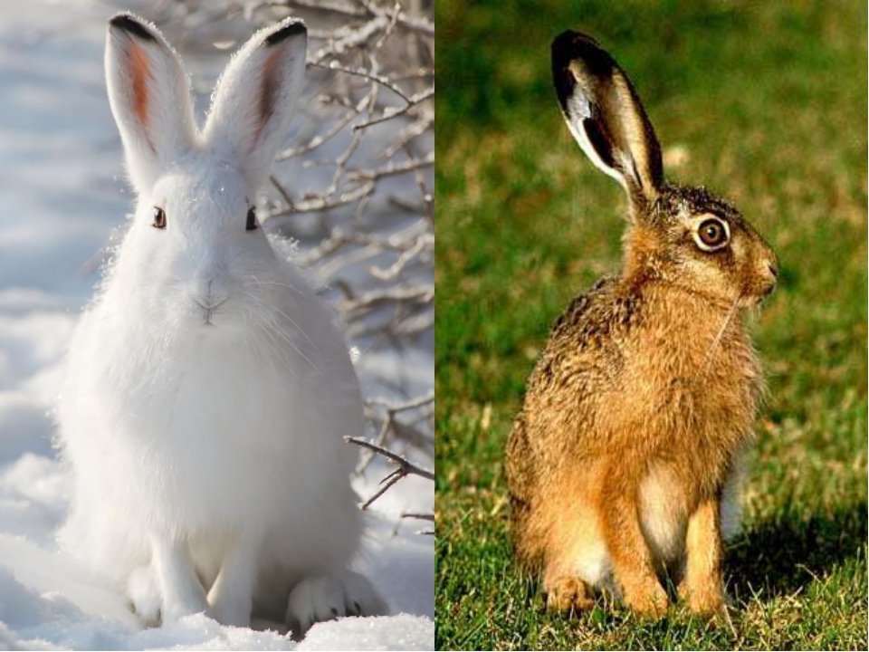 Изменение окраски животных. Заяц зимой и летом. Зайчик зимой и весной. Заяц меняет шубку. Зайчик зимой и летом.