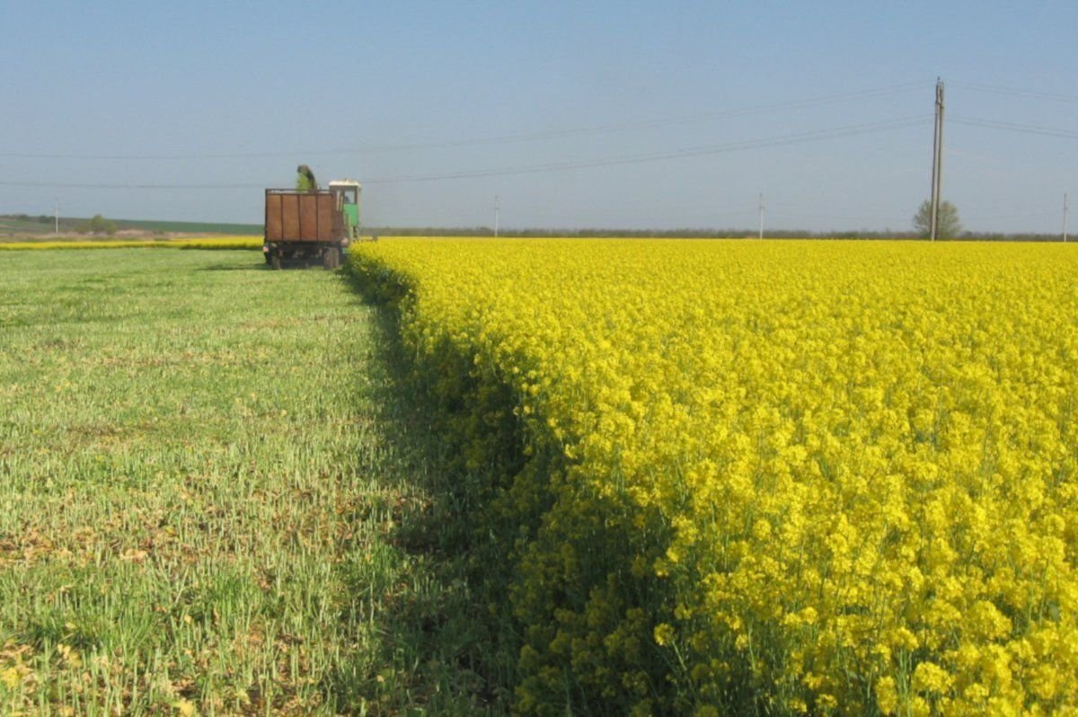 Рапс Яровой силос