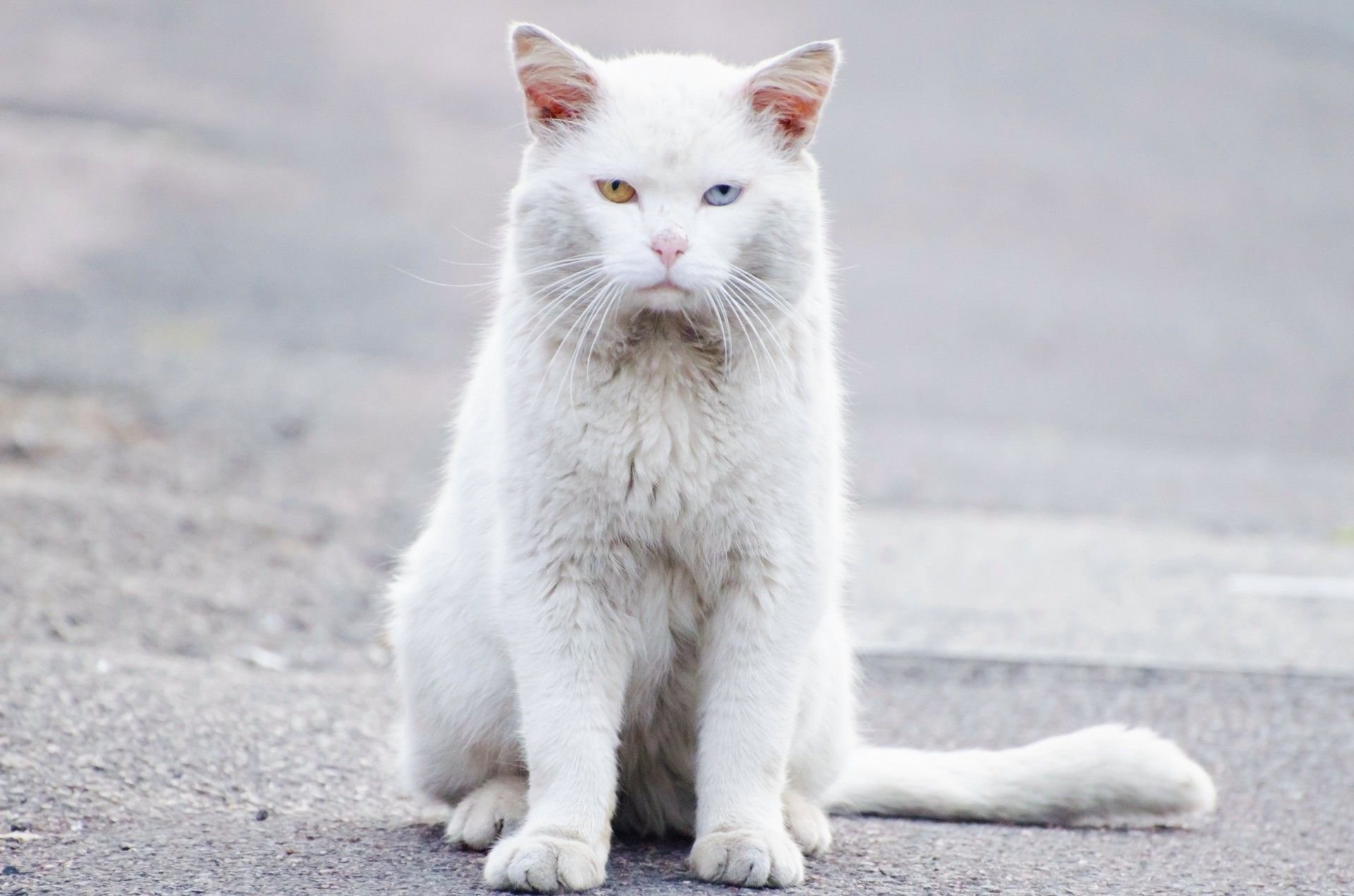 Старая белая кошка. Порода кошек альбинос. Альбиносы британцы котята. Британец альбинос. Турецкая ангорская кошка короткошерстная.