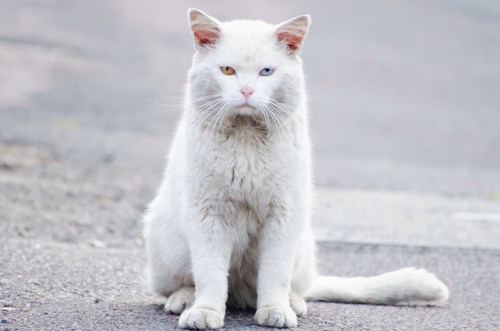 Фотография белой кошки. Кошка белая. Русская белая кошка. Белый кот гладкий. Белый кот сидит.