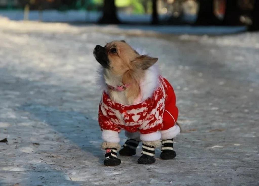 чихуахуа зимой. чихуахуа зима. чихуахуа в сугробе. чихуахуа зимой. зимний чихуа.