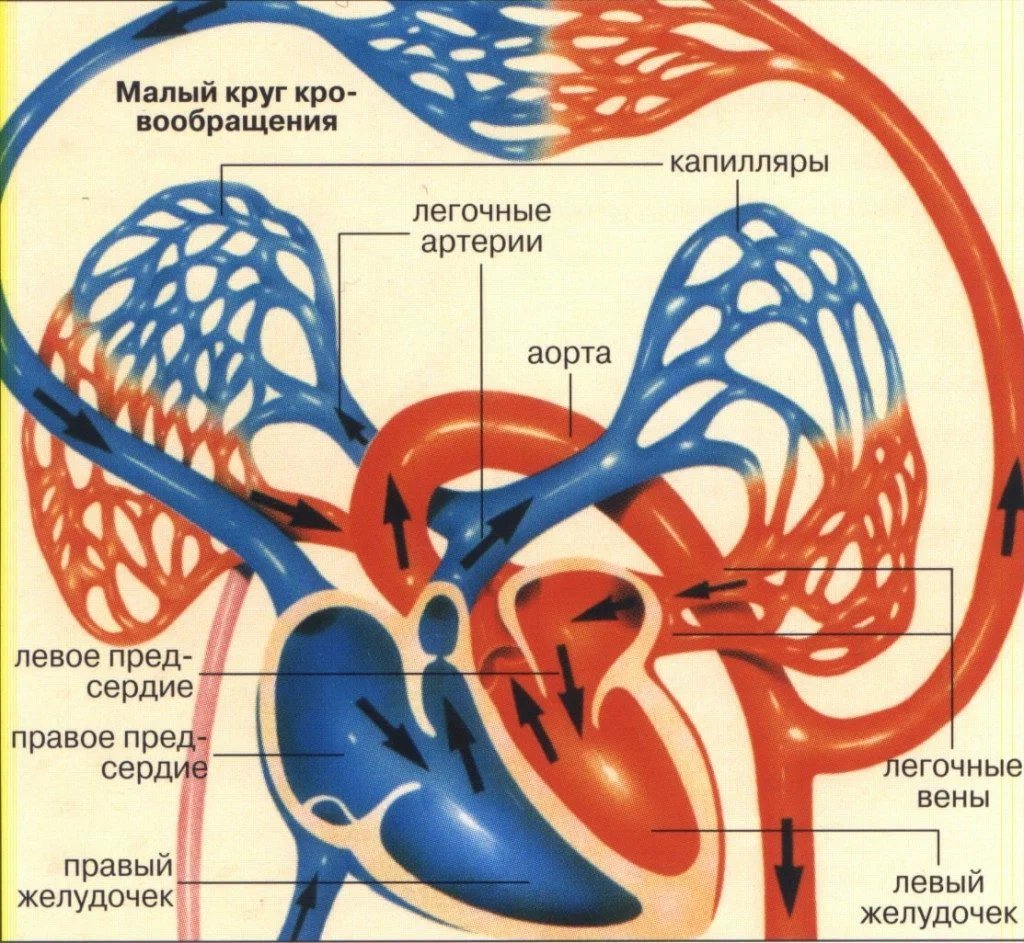 Легочная вена рисунок. Малый круг кровообращения схема анатомия. Большой и малый круг кровообращения анатомия. Малый легочный круг кровообращения. Кровеносная система малый и большой круг.