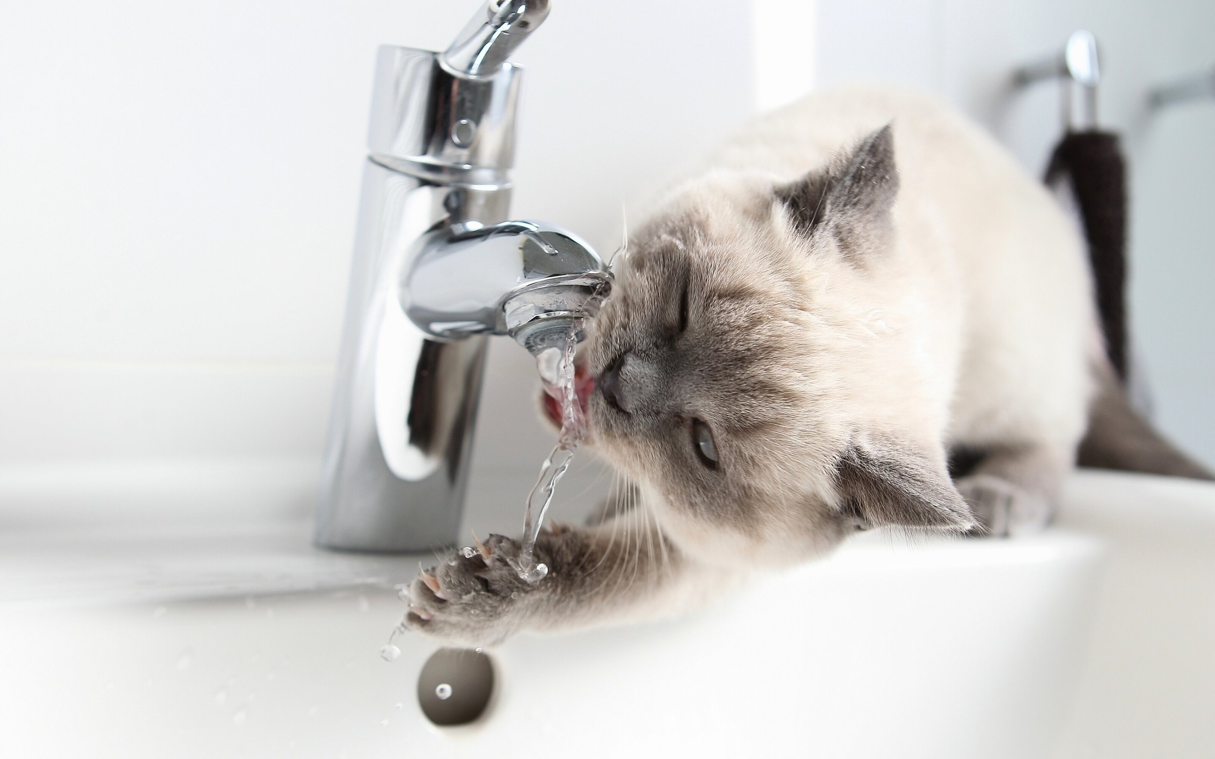 Кошка пьет лапой. Кошка умывается. Котенок умываетс. Котик пьет воду. Кот и кран с водой.