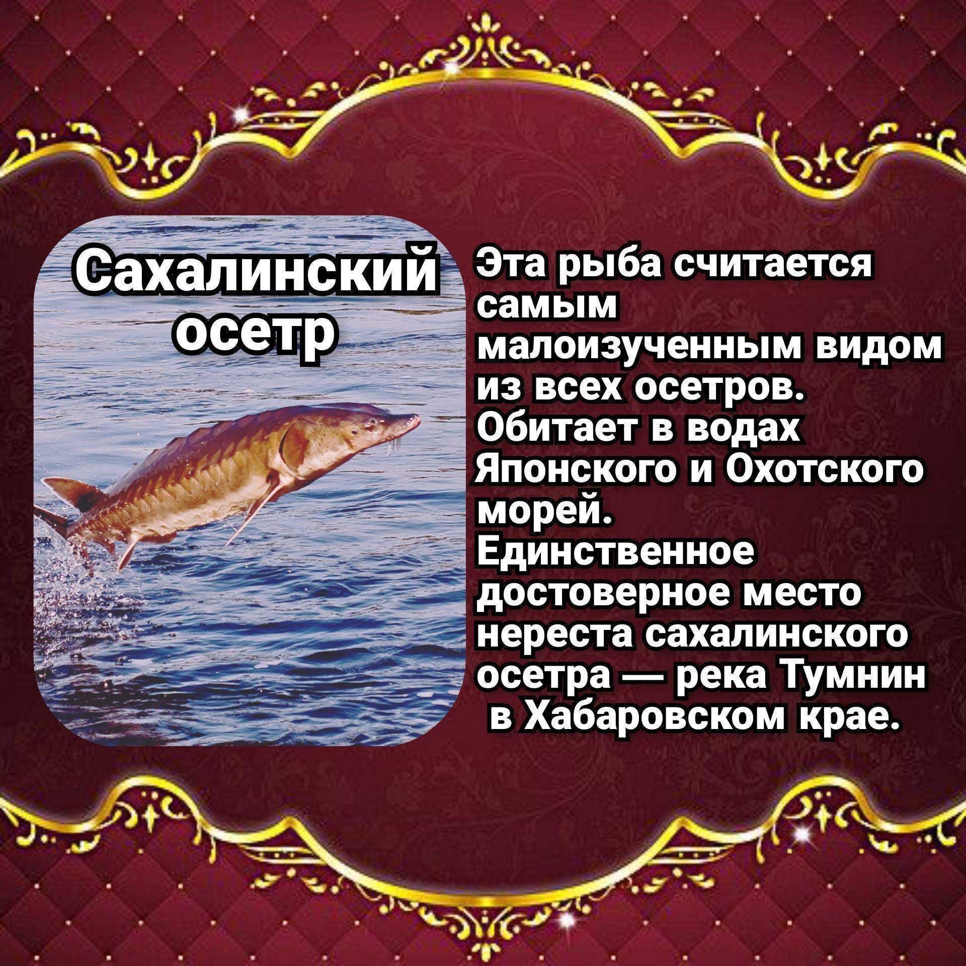 Запрет отлова рыбы