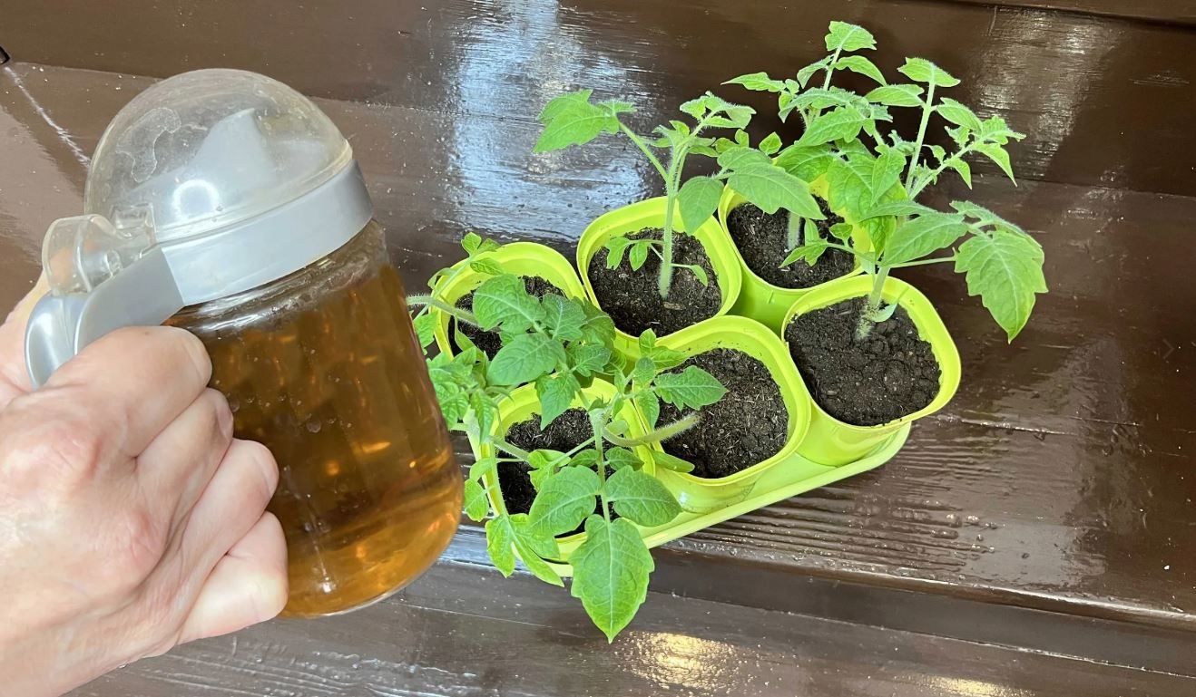 Огород рассада. Рассада огурцов и помидоров. Саженцы огурцов. Рассада заморозки. Подкормка рассады.