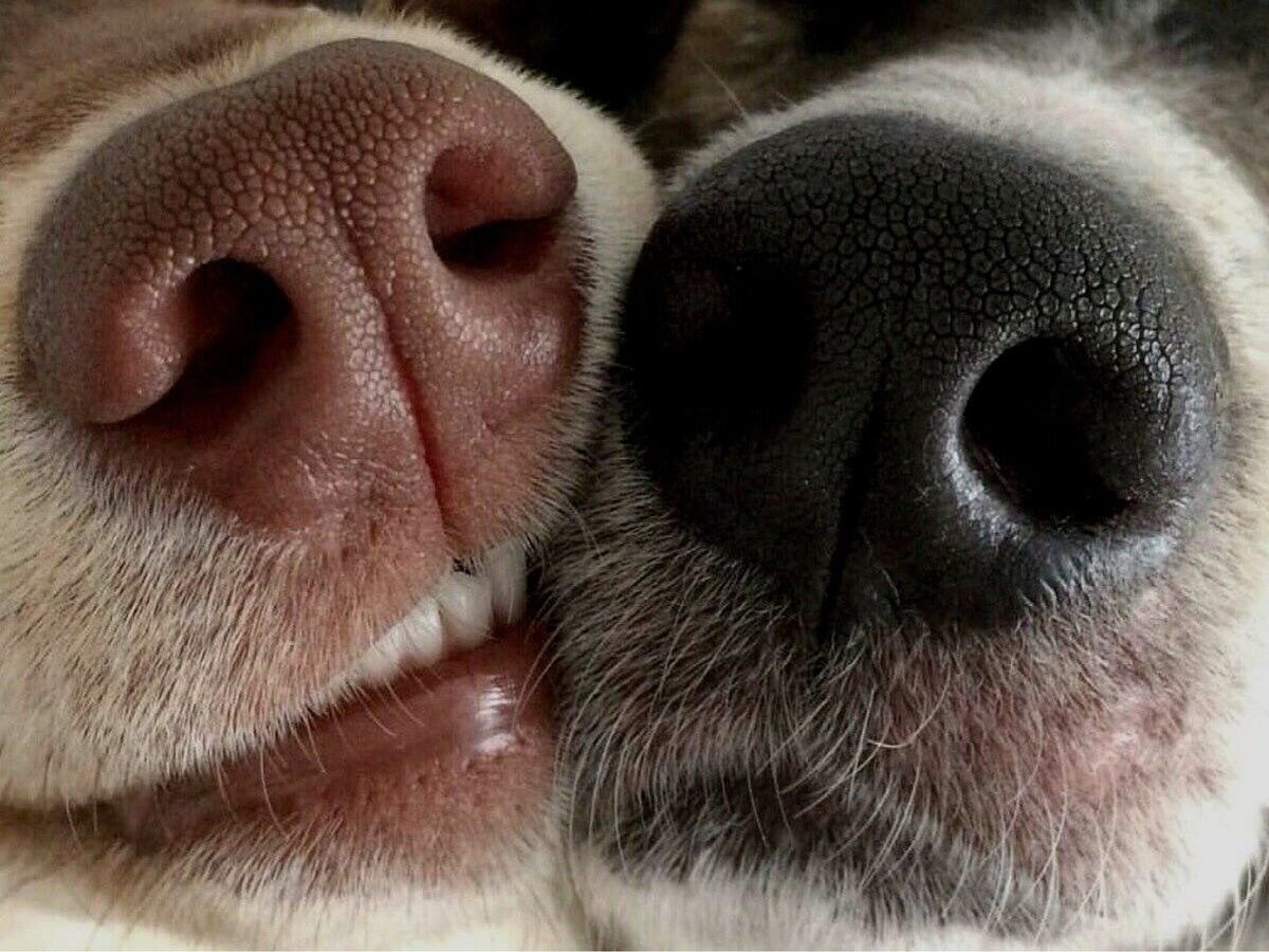 Собака с двумя носами