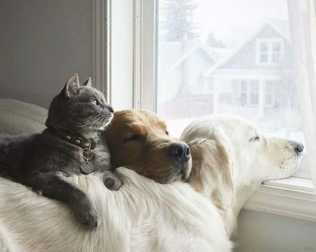 Дружба Кошки И Собаки
