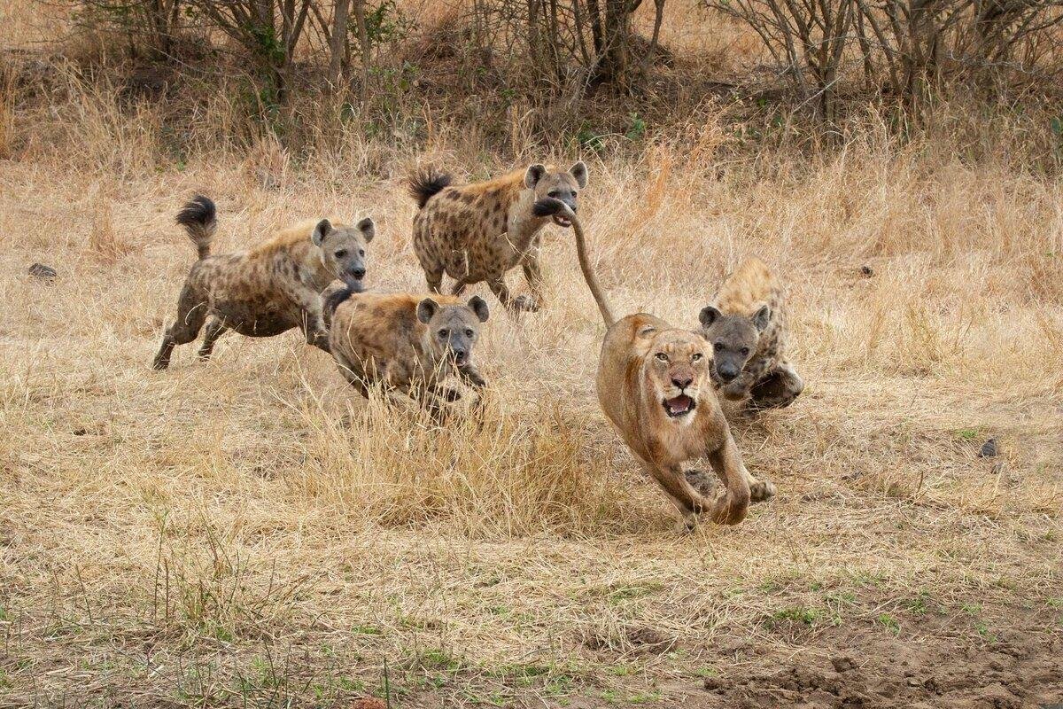 Африканская собака для охоты на львов