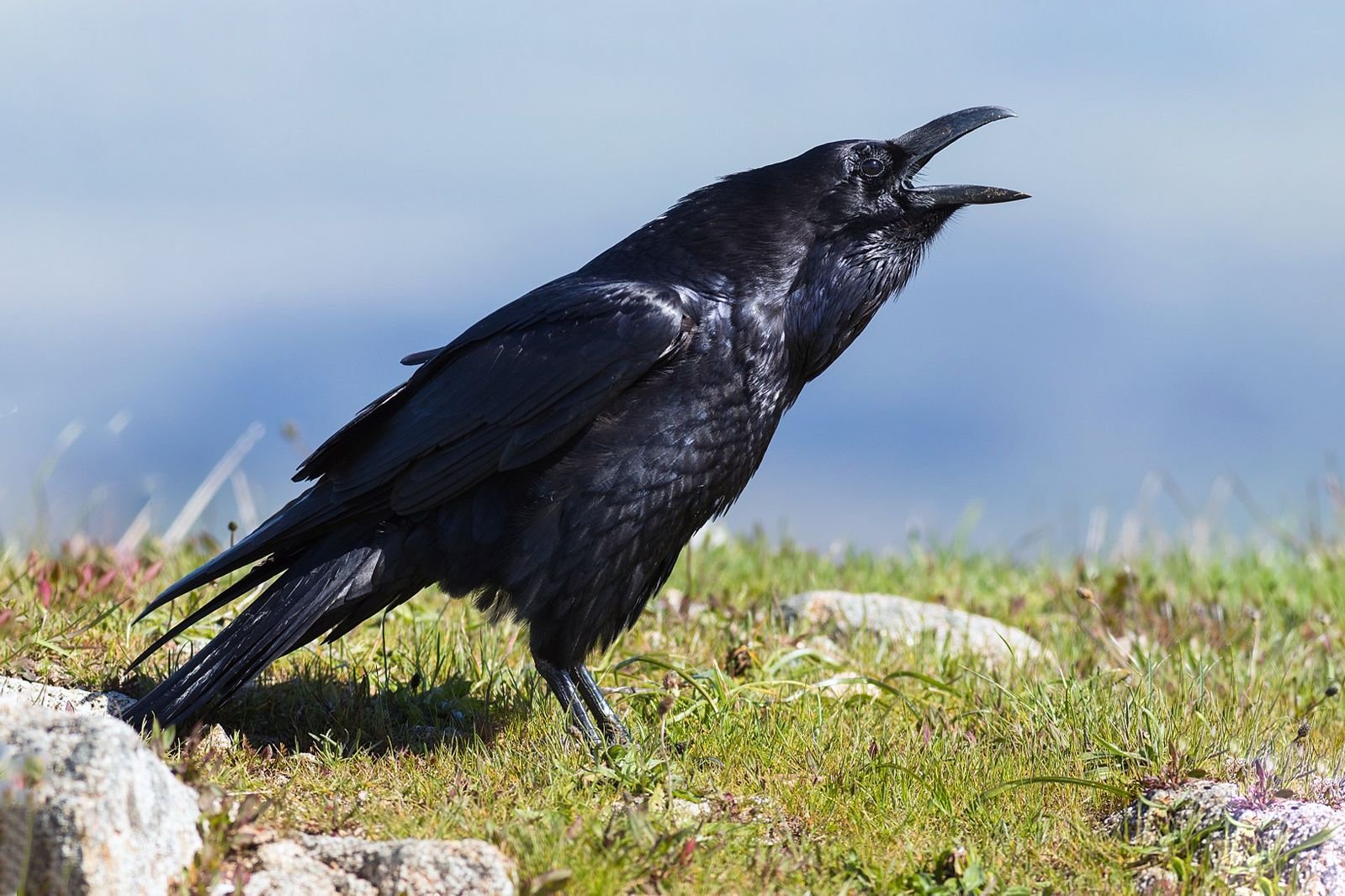 Corvus Corax птица