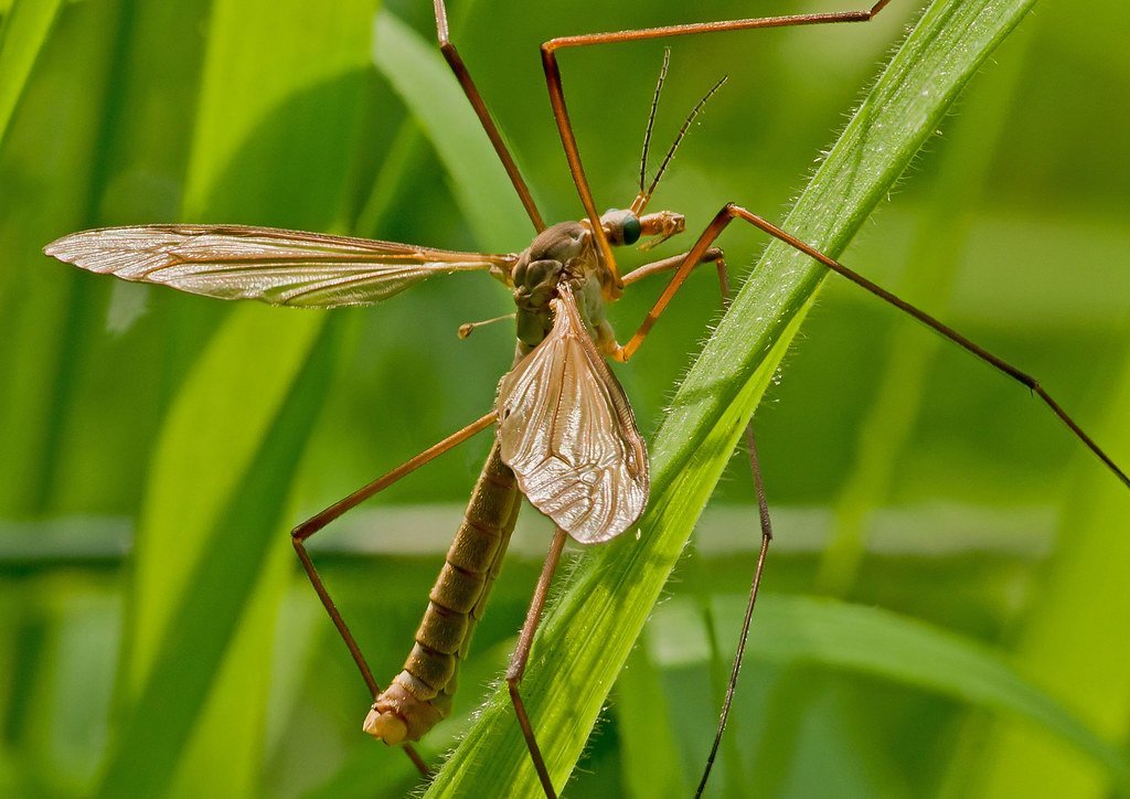 Комар малярийный комар членистоногие двукрылые. Малярийный комар долгоножка. Долгоножка кольчатая. Муха долгоножка. Капустная долгоножка.