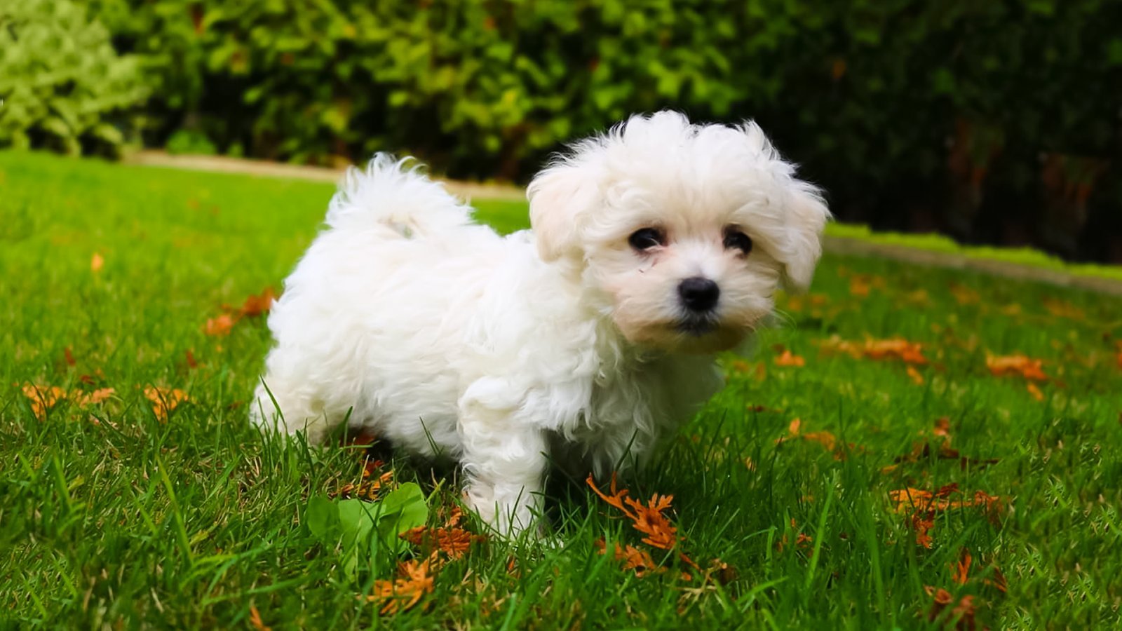Маленькая белая собачка фото с названием пород