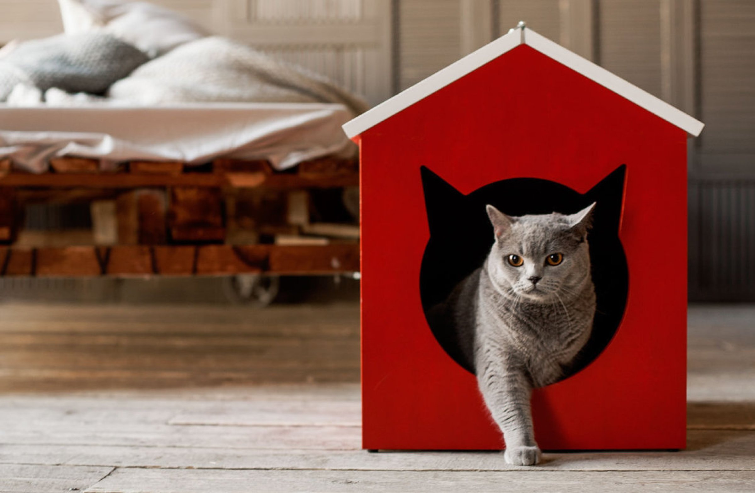 запускать кота в новую квартиру. кошка в интерьере. коты в коробке. переезд.