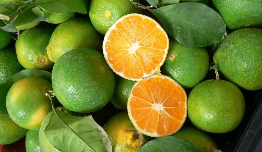 Многие апельсины являются искусственно оранжевыми