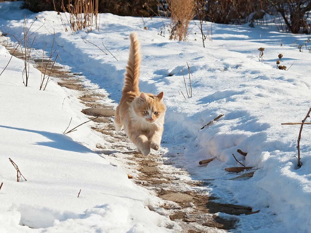 Кошки ранней весной